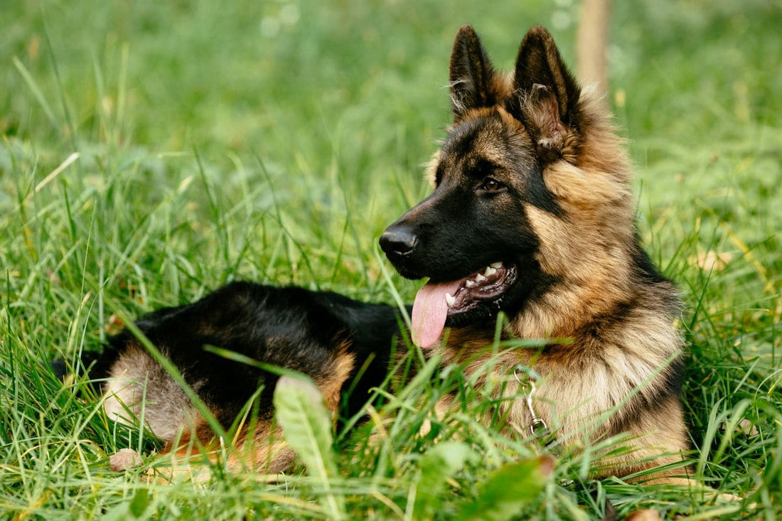 Les symptômes de l’arthrose chez le chien ?