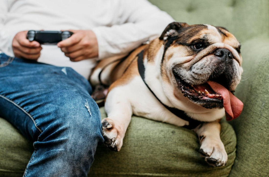 L’eczéma chez le chien