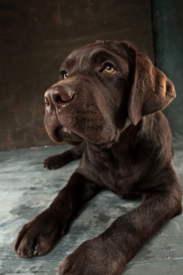 Mon chien se gratte beaucoup : causes et solutions