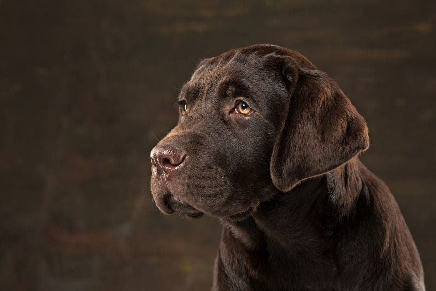 Pourquoi mon chien a-t-il des allergies ?