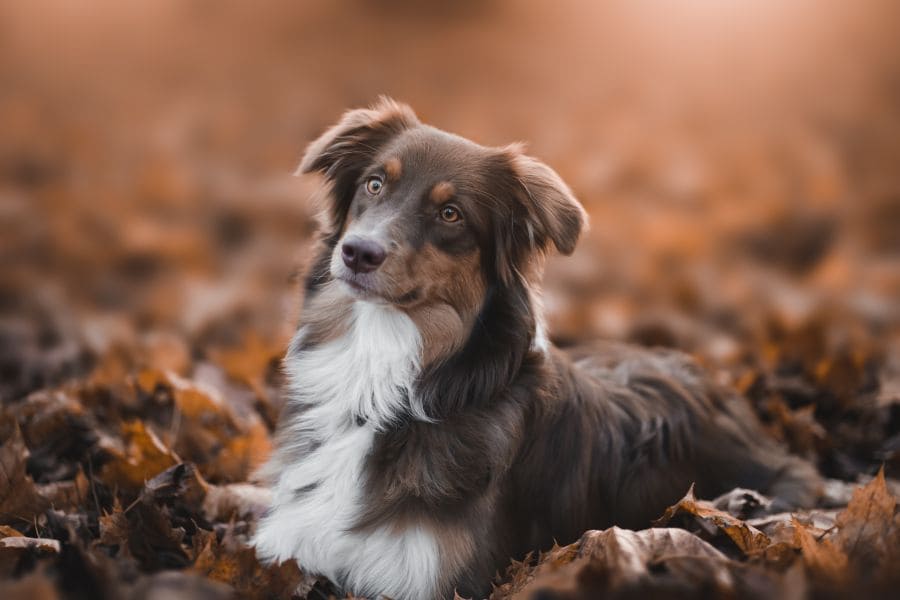 La glucosamine : essentiel pour la mobilité de votre chien