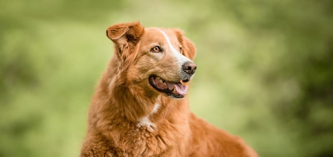 L'arthrose chez le chien : comprendre, prévenir, traiter