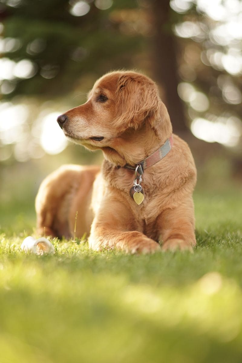 Préservez les articulations de votre chien : exercices efficaces et conseils pratiques