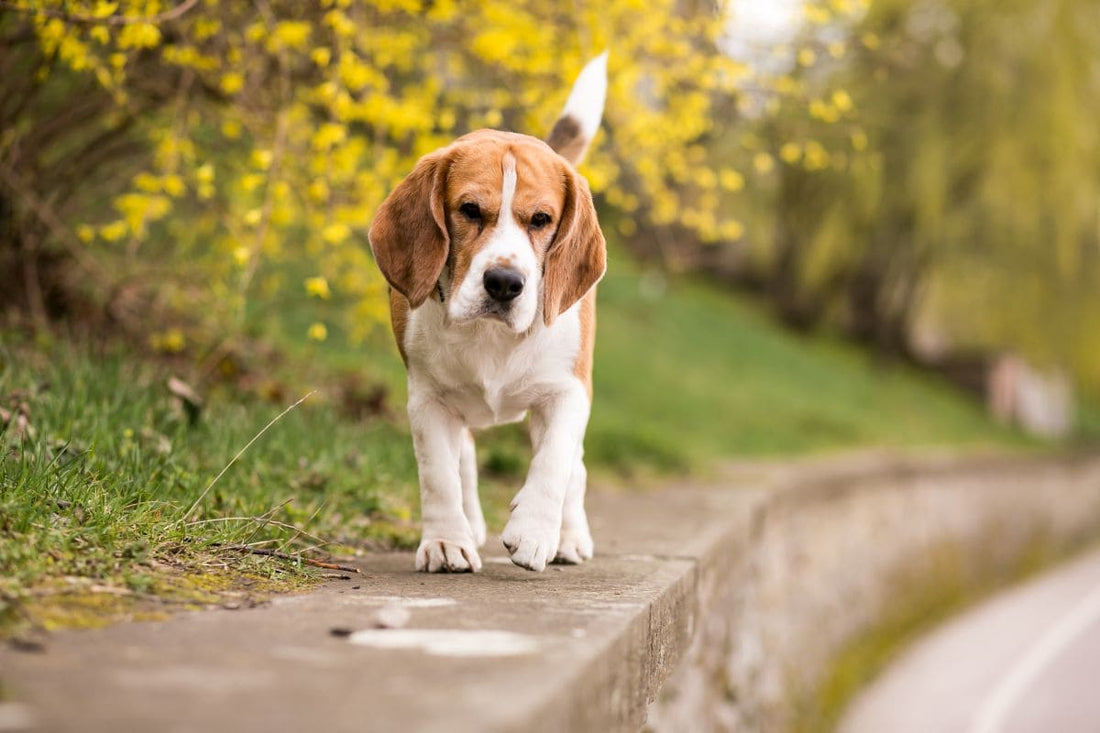 Démangeaisons et troubles alimentaires chez le chien