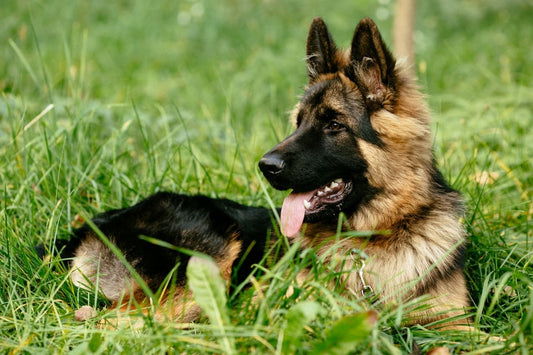 Les symptômes de l’arthrose chez le chien ?