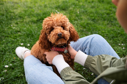 Les solutions naturelles pour apaiser les irritations cutanées chez le chien