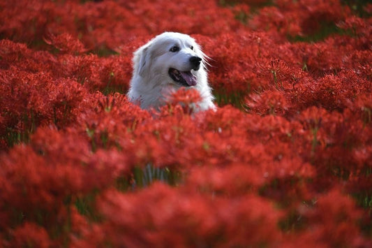 Compléments pour chiens : un soutien santé essentiel