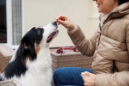 Pourquoi mon chien a-t-il des gaz ?
