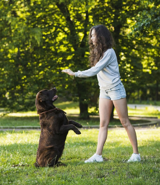 Mon chien a du mal à se lever et marcher