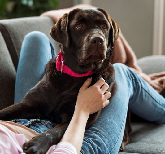 Peau et pelage : des indicateurs de la santé de votre chien