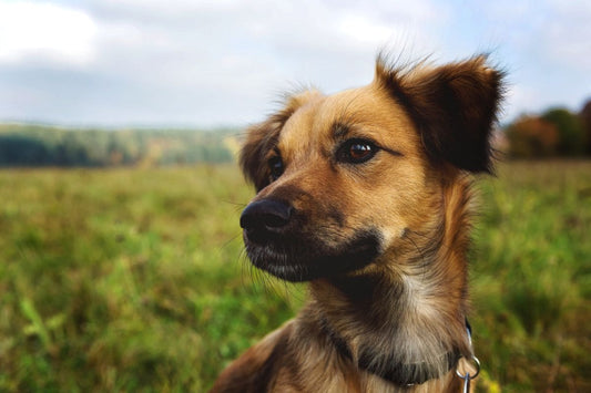 Compléments multivitaminés et vieillissement chez les chiens