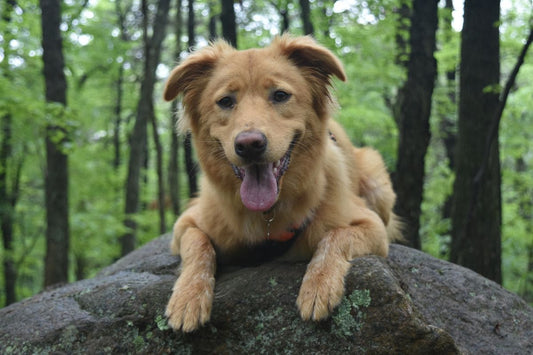 Les causes insoupçonnées des démangeaisons chez le chien
