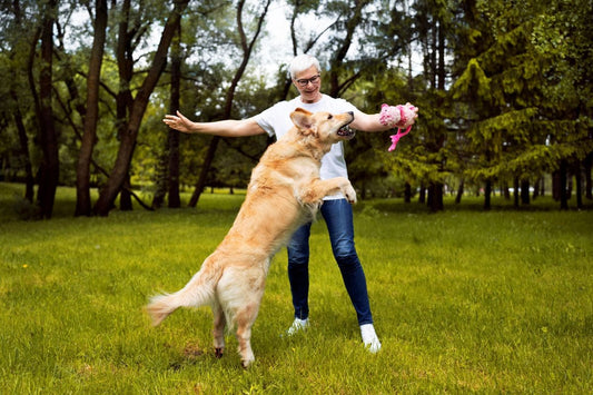 Comment savoir si mon chien a de l’arthrose ?