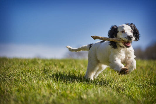 Protégez les articulations de votre chien efficacement