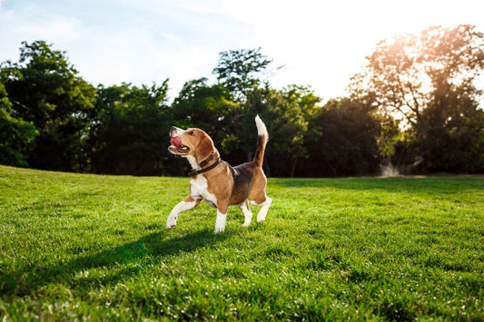 Pourquoi mon chien se lèche la patte ?