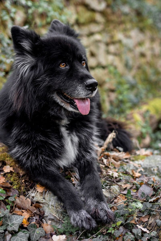 Les troubles digestifs courants chez les chiens