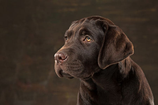 Pourquoi mon chien a-t-il des allergies ?