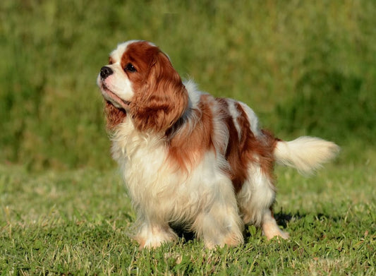 Les bienfaits des vitamines et minéraux pour la santé des chiens
