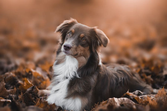 La glucosamine : essentiel pour la mobilité de votre chien