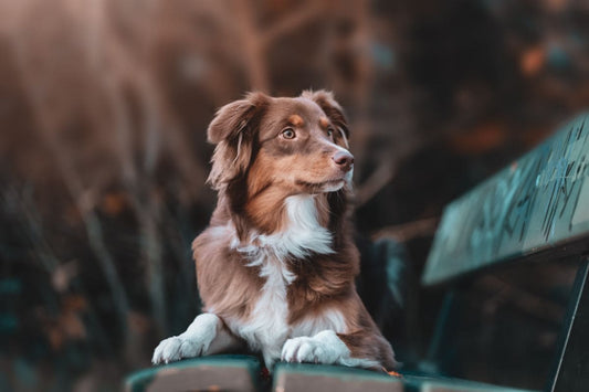 Mon chien boîte, que faire ?