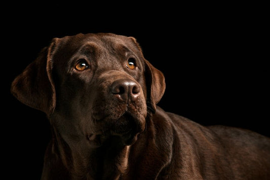 Prix d’un traitement pour l’arthrose chez le chien ?