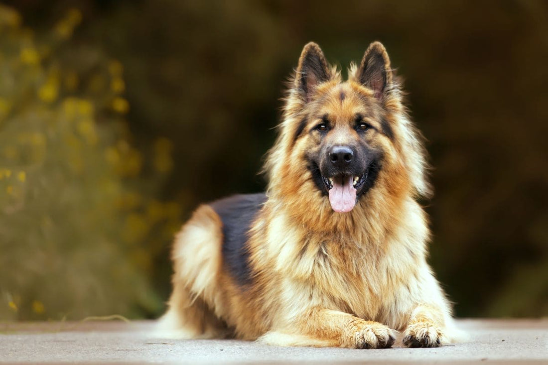Pourquoi les chiens âgés ont plus de problèmes de démangeaisons ?