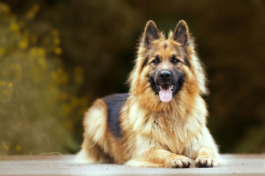 Pourquoi les chiens âgés ont plus de problèmes de démangeaisons ?