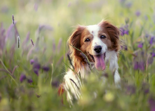Optimiser les performances des chiens de travail