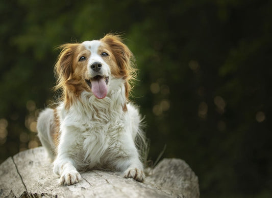 Complément pour Chien : Soulage l’Arthrose et Protège les Articulations