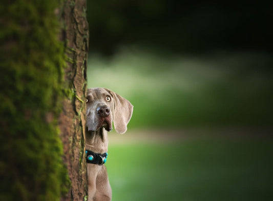 Espérance de vie d’un chien atteint d’arthrose ?