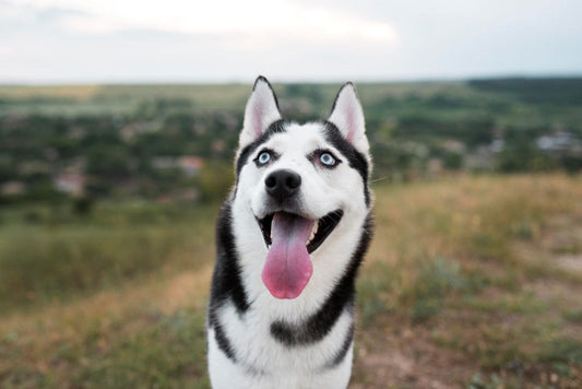 Les erreurs courantes des propriétaires qui aggravent les douleurs articulaires de leur chien