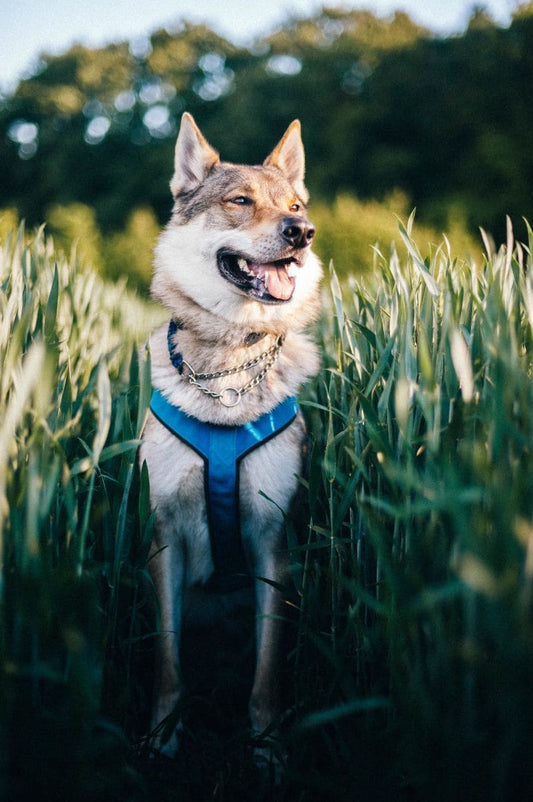 Pourquoi les chiens se grattent-ils ?
