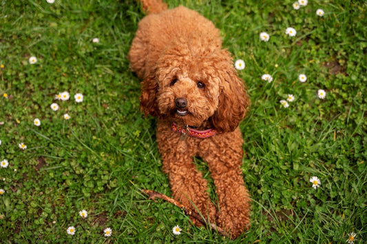Les probiotiques pour les chiens : bienfaits, usage et précautions