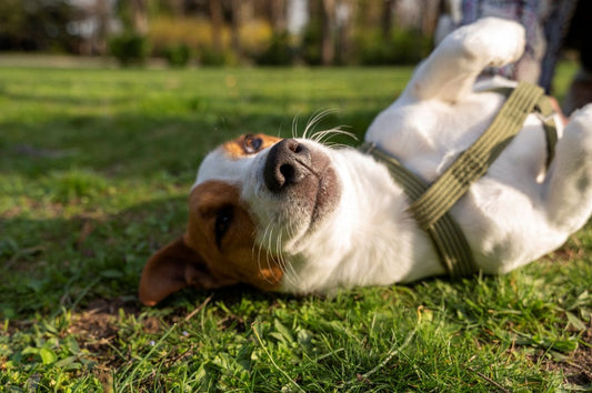 L'alimentation de votre chien : compléter ou remplacer ?